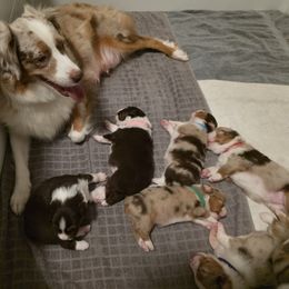 Miniature American Shepherd puppies from Azure Miniature American Shepherds