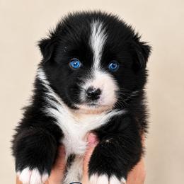 BETSY - Black & white female Australian Shepherd puppy in Gowen, Michigan from XA AUSTRALIAN SHEPHERDS