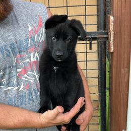 Girl 2 - Black female German Shepherd puppy in Council Bluffs, Iowa from Von Skvely' Haus