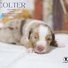 Colter- Red Merle Male - Red merle male Australian Shepherd puppy in Nacogdoches, Texas from TK Standard, Mini, & Toy Aussies
