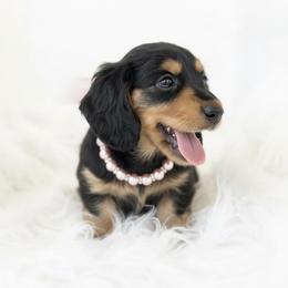 Dachshund Puppies from Draggin' Azz Ranch