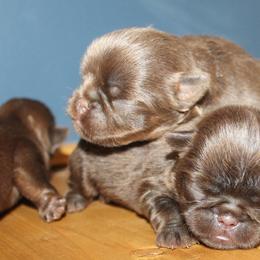 Choc girl - Brown female Brussels Griffon puppy in Huntsville, Alabama from Tammy's Brussels