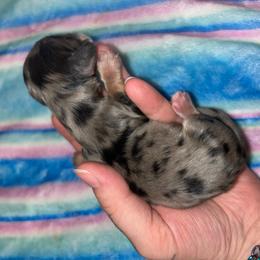 Luther - Dapple male Dachshund puppy in Fishers, Indiana from The long dogs of indiana