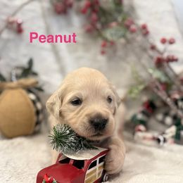 Peanut - Light golden female Golden Retriever puppy in Salt Lake City, Utah from Soaring golden retrievers