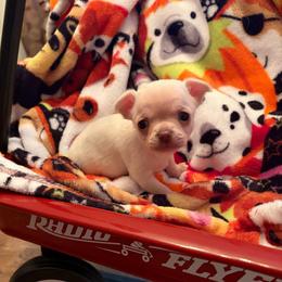 Girl 2 - Cream and white female Chihuahua puppy in Orange, Texas from Tiny Paws from God