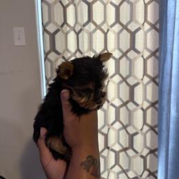 KELO JR - Black and tan male Yorkshire Terrier puppy in Columbia, Missouri from Keonia's Yorkshire Terriers