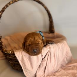 Bayou - Yellow male Labrador Retriever puppy in Rocky Top, Tennessee from Rocky Top Retrievers