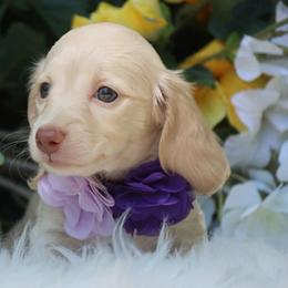Maple - Cream female Dachshund puppy in Woodbine, Georgia from Walker's Minidachs