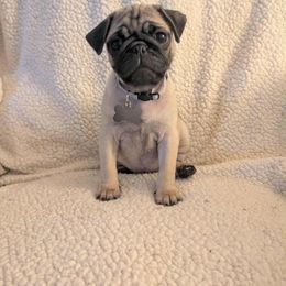 Pug Puppies from Lisa's Pugalicious Pugs