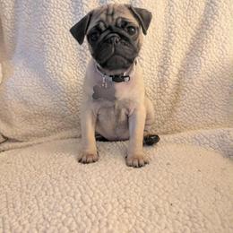 Pug Puppies from Lisa's Pugalicious Pugs