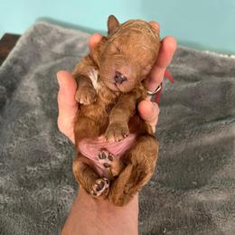 Marshall - Red  male Goldendoodle puppy in Pendleton, Oregon from Blushing Doodles