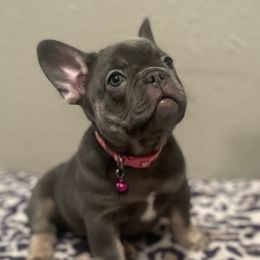 Girl 1 - French Bulldog puppy in Dallas, Texas from StaCCked Up Frenchies