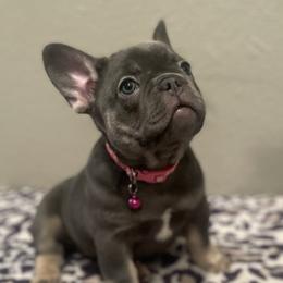 Girl 1 - French Bulldog puppy in Dallas, Texas from StaCCked Up Frenchies