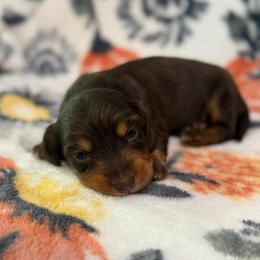 Sebastian - Chocolate and tan male Dachshund puppy in Hope, Arkansas from JK Kennel