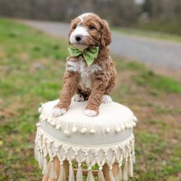 Turbo - Red  male Goldendoodle puppy in Whitesburg, Georgia from Asbury & Co Farms