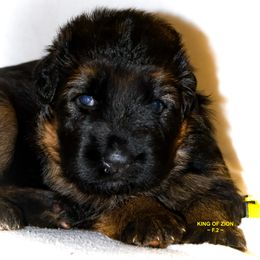 Yellow GIRL - Black and red female German Shepherd puppy in Alvarado, Texas from King Of Zion German Shepherds