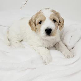 Bernedoodle, Double Doodle, and Goldendoodle Puppies from Winding Creek Ranch