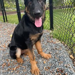 German Shepherd Puppies from Erfolg German Shepherds