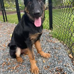 German Shepherd Puppies from Erfolg German Shepherds