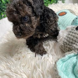 Cockapoo Puppies from Doodle Corner