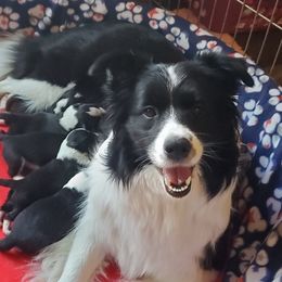 Tiana - Border Collie