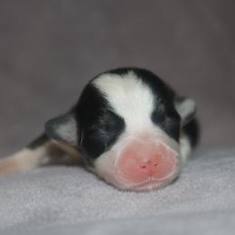 Girl 1 - Black and tan female Pembroke Welsh Corgi puppy in West, Texas from Rustic Spur Kennel