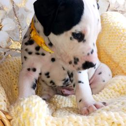 Dalmatian and Poodle Puppies from Reeves Family Standards