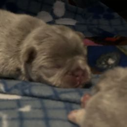 French Bulldog Puppies from Ark Frenchies Limited