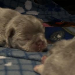 French Bulldog Puppies from Ark Frenchies Limited