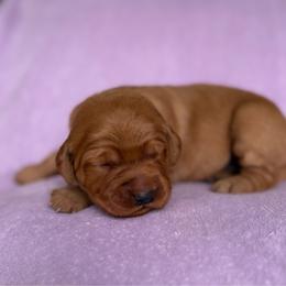 Sprite - Dark golden female Golden Retriever puppy in Maysville, North Carolina from Gold Rush Retrievers
