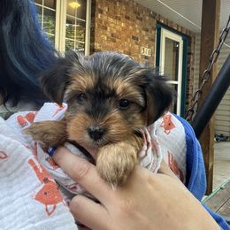Miles - Black and tan Yorkshire Terrier puppy in Bennet, Nebraska from Mindie’s Minis