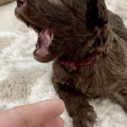 Labradoodles from Country Pups Poodles & Doodles