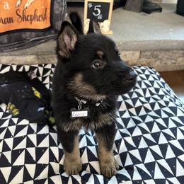 Eddie - Black and tan male German Shepherd puppy in Morganville, New Jersey from Piotr's German Shepherd Dogs