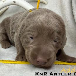 Addi - Silver female Dilute Retriever puppy in Grants Pass, Oregon from KnR Antler Dogs