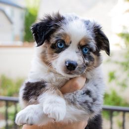 Miniature Australian Shepherd Puppies from Bishop Aussies