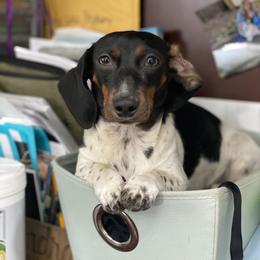 Dachshund and Pembroke Welsh Corgi All Grown Up from Kendaline Kennels
