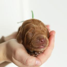 Green - Caramel male Australian Labradoodle puppy in Williamstown, New York from Lewis Manor Labradoodles