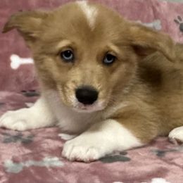 Maple - Sable merle and white female American Corgi puppy in Hico, Texas from Chisholm Trail Kennels