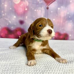 Rufus - Red male Bernedoodle puppy in Winfield, Alabama from Rose Lane Doodles