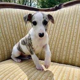 Mateo - White and fawn brindle male Whippet puppy in Kingston, Tennessee from Smithfield Park