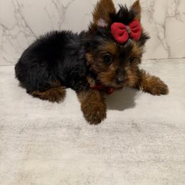 Lory - Blue and gold female Yorkshire Terrier puppy in Maple Heights, Ohio from Yorkiesllc