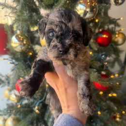 Merle girl - Merle female Goldendoodle puppy in Homer, Georgia from Creekside Kennels