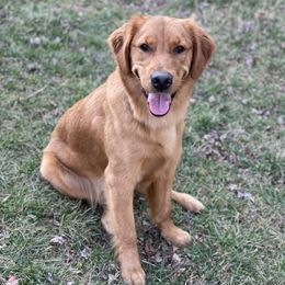 Clemmy - Golden Retriever