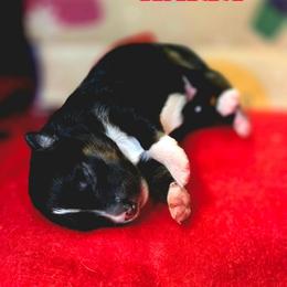 Harry - Blue tri male Toy Australian Shepherd puppy in Viking, Minnesota from Son Shine Farm