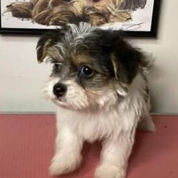 Girl 1 - Black gold and white female Shorkie puppy in Boca Raton, Florida from Tina-Marie's Pups