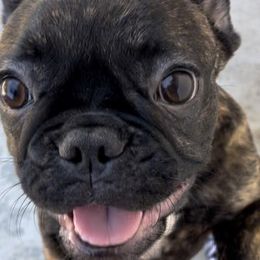 Athena - Brindle and white French Bulldog puppy in Paso Robles, California from Divine French Bulldogs