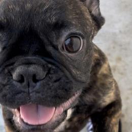 Athena - Brindle and white French Bulldog puppy in Paso Robles, California from Divine French Bulldogs