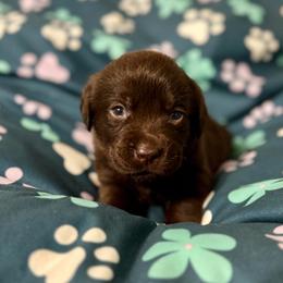 Green Collar - Chocolate male Labrador Retriever puppy in Somerset, California from Cantina Labs and Cavs
