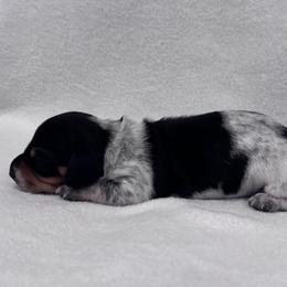 Dachshund Puppies from KJ Kennels of NJ