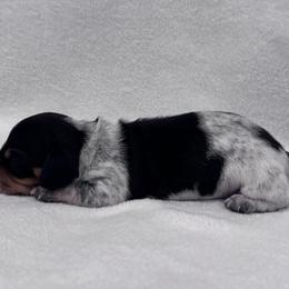 Dachshund Puppies from KJ Kennels of NJ